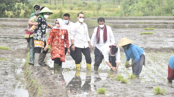 Kementerian Pertanian - Galakkan Budidaya Padi IP400, Kementan ...