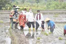 Galakkan Budidaya Padi IP400, Kementan Optimalkan Alsintan dan Jaringan Irigasi