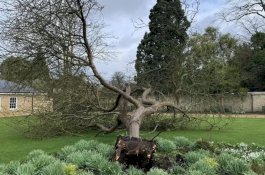 Pohon Apel Newton Tumbang Dihantam Badai