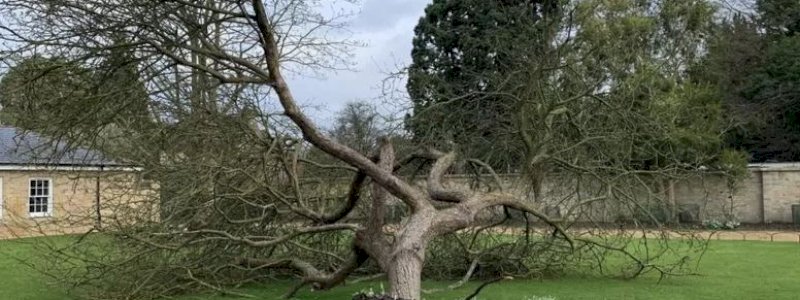 Pohon Apel Newton Tumbang Dihantam Badai