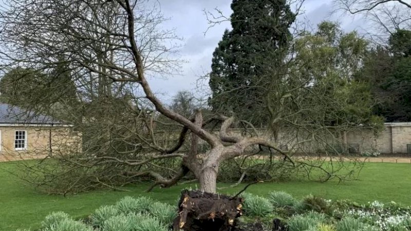 Pohon apel Newton di Kebun Raya Universitas Cambridge, Inggris, tumbang karena terjangan Badai Eunice. (Foto: Samuel Brockington)