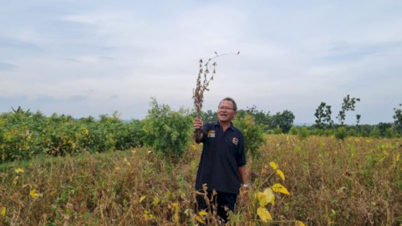 Menanam kedelai dinilai lebih menguntungkan dibandingkan padi dan jagung.