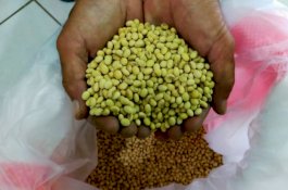 Kementerian Pertanian Siapkan Benih Sumber Kedelai yang Adaptif Lingkungan Tropis