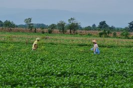 Para Penangkar Benih di Jawa Tengah dan Jawa Timur Optimis Bisa Penuhi Produksi Kedelai Lokal