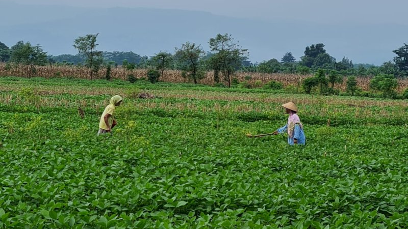 Para Penangkar Benih di Jawa Tengah dan Jawa Timur Optimis Bisa Penuhi Produksi Kedelai Lokal