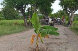 Jalan Rusak Ditanami Pisang di Jeneponto; Dewan Segera RDP, Dinas PU Sebut Dianggarkan Tahun Depan