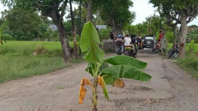 Jalan di Desa Palajau, Kecamatan Arungkeke, Kabupaten Jeneponto, ditanami pohon pisang oleh warga.