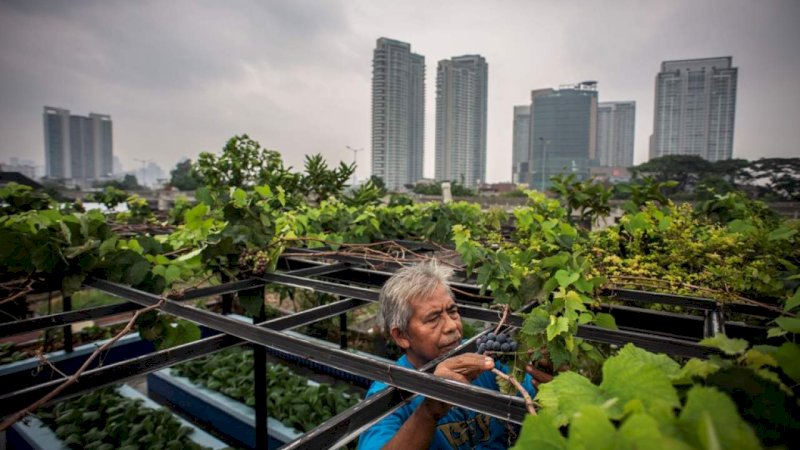 Petani kota Abdulrahman (58) melakukan perawatan tanamannya di kebun di atas rumahnya, di kawasan Cipete, Jakarta, Kamis (14/11/2019). (Aprilio Akbar/Antara)