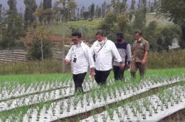 Kementerian Pertanian Terus Kembangkan Kawasan Agroindustri lewat Program Food Estate