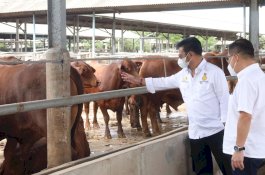 Kunjungi Peternakan Sapi di Tangerang, Mentan SYL Pastikan Stok Aman Hingga Lebaran