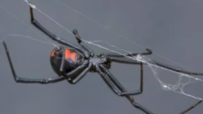 Laba-laba janda hitam (Mark Kostich / Getty Images) 
