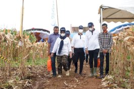 Produksi Jagung di Gowa Diharap Semakin Meningkat