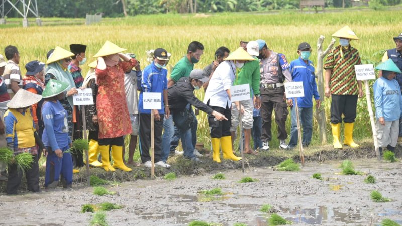 Kementerian Pertanian (Kementan) mencanangkan pertanaman perdana indeks pertanaman (IP)400 atau tanam dan panen empat kali setahun di Kabupaten Bima, Nusa Tenggara Barat (NTB).