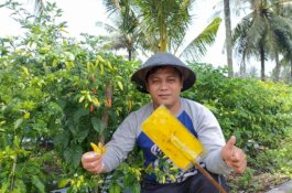 Kementerian Pertanian Optimistis Stok Cabai Aman Jelang HBKN