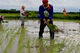 Ketua DPRD Makassar Rudianto Lallo Tanam Padi Bersama Warga Lakkang