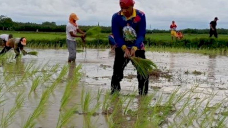 Ketua DPRD Makassar, Rudianto Lallo, tanam padi bersama warga di Kelurahan Lakkang, Kota Makassar, Ahad (9/1/2022).