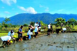 PT Vale Perluas Program SRI Organik di Sulawesi Tengah