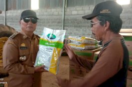 Bupati Enrekang Serahkan Bantuan Bibit Jagung Kualitas Tinggi untuk 12 Poktan Batu Milla