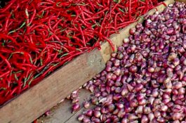 Bawang Merah-Cabai Melimpah, Tidak Perlu Impor