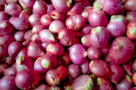 Petani Optimistis Cukupi Suplai Bawang Merah