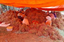 Pemerintah Siapkan Pasokan Bawang Merah untuk Ramadan dan Lebaran