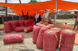 Panen Mulai Marak, Harga Bawang Merah akan Kembali Normal