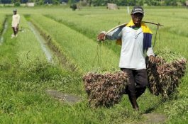 Produksi Bawang dan Cabai Melimpah di Sumbar, Perlu Penanganan Pemasaran