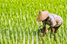 Lakukan Impor Saat Panen Raya, Petani Kena Pukul Dua Kali