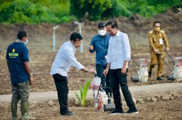 Presiden Jokowi Didampingi Mentan SYL Tanam Jagung di Kawasan Food Estate Belu NTT   