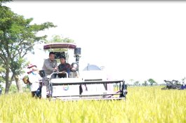 Pastikan Stok Beras Aman, Ombudsman dan Kementan Monitoring Panen Padi