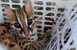 Karantina Pertanian Parepare Gagalkan Penyelundupan Kucing Hutan