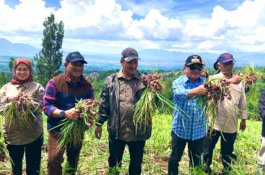 Hasil Food Estate Hortikultura Garut Siap Pasok Kebutuhan Selama Ramadan dan Idulfitri