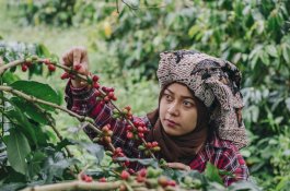 Sinergi Dorong Kopi Indonesia Ungguli Kopi Dunia