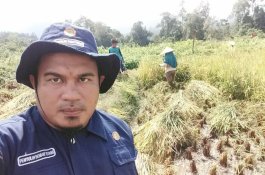 Warga Salubomban Luwu Utara Akhirnya Panen Perdana Setelah 17 Tahun tak Ada Aktivitas Budidaya Padi