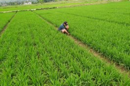 Kelompok Tani Padaidi Kini Nikmati Irigasi Program PKPM PT Vale