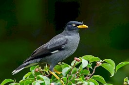 Karantina Pertanian Parepare Gagalkan Penyelundupan Burung