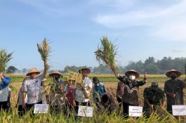 Libur Tetap Produktif, Kementan Panen Padi dan Tanam Kedelai di Kulon Progo