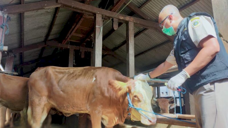 Langkah pencegahan pertama adalah untuk tidak memberikan sertifikasi pada pengeluaran dan transit media pembawa virus PMK, yakni sapi, kerbau, kambing, domba, babi, ruminansia lainnya.