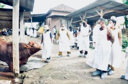 Tidak Usah Panik, Kementan Pastikan Penanganan PMK Berjalan Maksimal