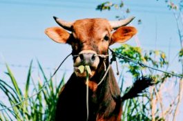 Diduga Karena Persoalan Sapi, Seorang Warga di Wajo Meninggal Dunia