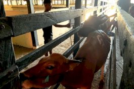 Waspada PMK, SKP Kelas I Parepare Karantina Pengiriman Ternak