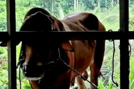 Sapi Kurban Iduladha Jokowi Sakit: Kaki Luka, Mulut Berbuih