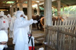 Kendalikan PMK, Kementan Kirim Obat-obatan dan APD ke Beberapa Wilayah