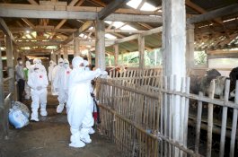 DPR Apresiasi Upaya Kementan Tangani Wabah PMK Dengan Cepat
