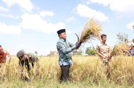 Bupati Bantaeng Panen Raya di Karatuang, 264 Hektare Lahan Pertanian Semakin Produktif
