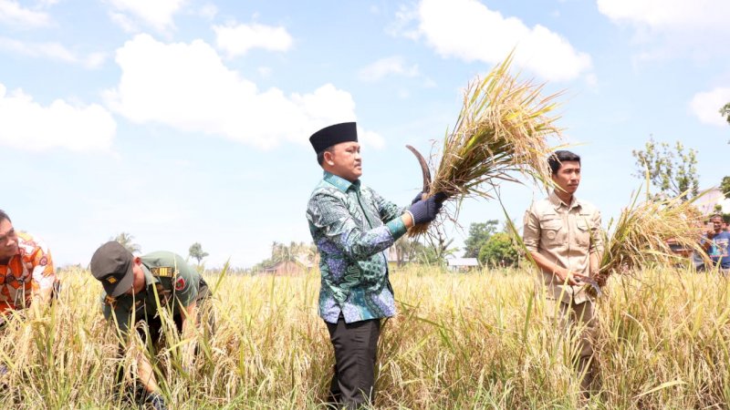 Bupati Bantaeng Panen Raya di Karatuang, 264 Hektare Lahan Pertanian Semakin Produktif