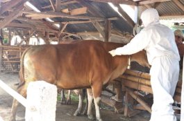 Selamatkan Lumbung Ternak, Kementan dan Pemda Kolaborasi Cegah PMK di NTB