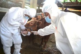 Langkah Cepat Kementan Tangani Wabah PMK Kembali Diapresiasi Anggota DPR RI