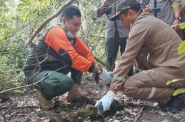Karantina Pertanian Merauke Ikut dalam Pelepasliaran Reptil