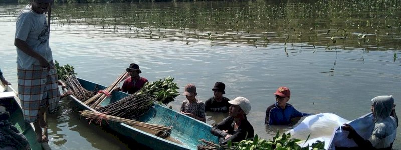 39 Ribu Batang Bibit Mangrove Ditanam di Desa Marannu Maros